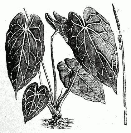 Anthurium crystallinum