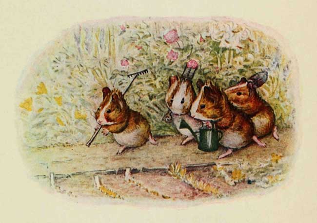 We have a little garden