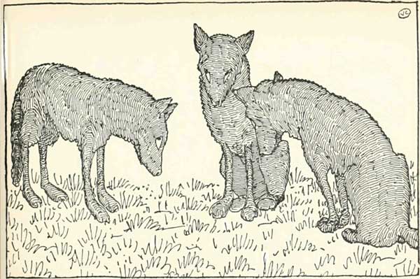 Then the wolves set off