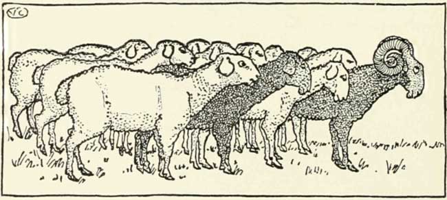 whole flock of sheep