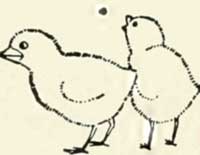 chicks