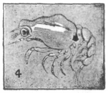 Fig. 4.—Side view of Fig. 3.