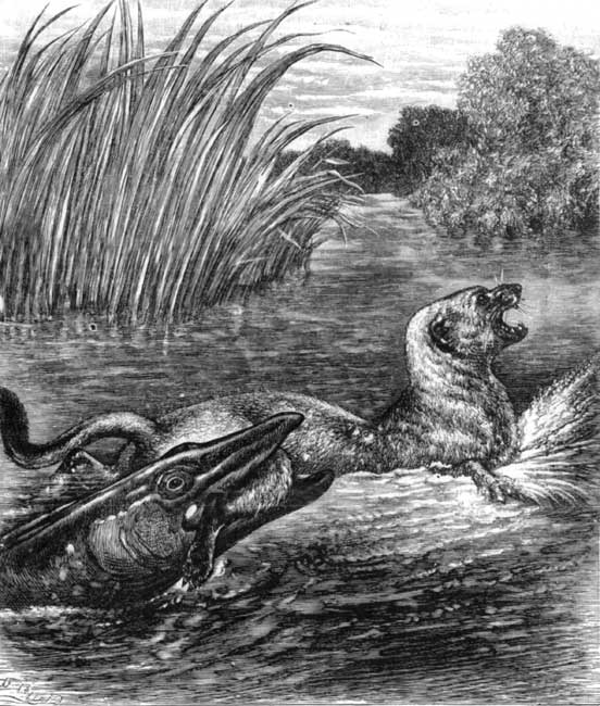 "The pike seized the wretched stoat."