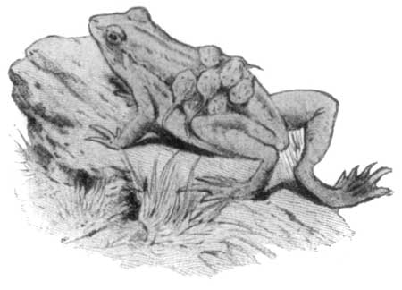 The Seychelles Frog, which carries its tadpoles on its back.