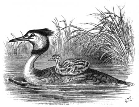 Fig. 4.—Tern, with young one.