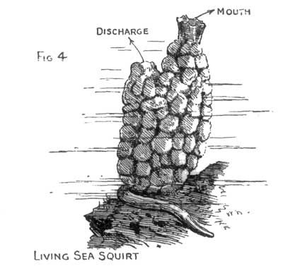 Fig 4 Living Sea Squirt