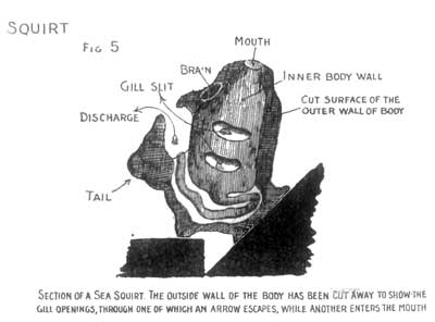 Fig 5 Squirt Section of a Sea Squirt.