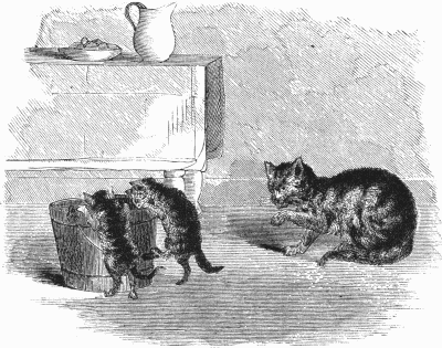 Cat and kittens Cat and kittens