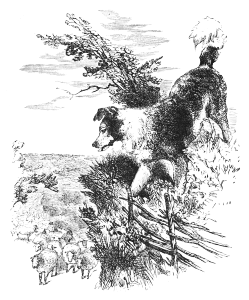 Smart watching the sheep Smart watching the sheep