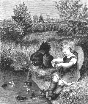 Poor mother-hen Poor mother-hen