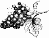 Grapes Grapes