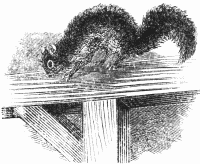 Squirrel in the barn Squirrel in the barn