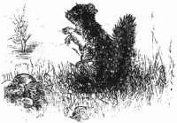 Bunny in the grass Bunny in the grass