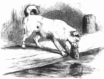 The dog and the shadow The dog and the shadow