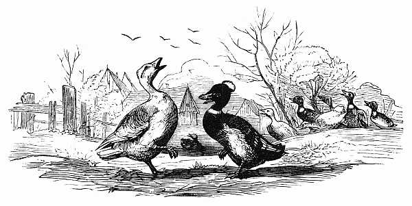 THE DUCKS AND GEESE. THE DUCKS AND GEESE.