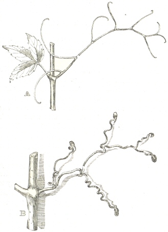 Fig. 11.  Ampelopsis hederacea.  A.  Tendril fully developed, with a young leaf on the opposite side of the stem.  B.  Older tendril, several weeks after its attachment to a wall, with the branches thickened and spirally contracted, and with the extremities developed into discs.  The unattached branches of this tendril have withered and dropped off