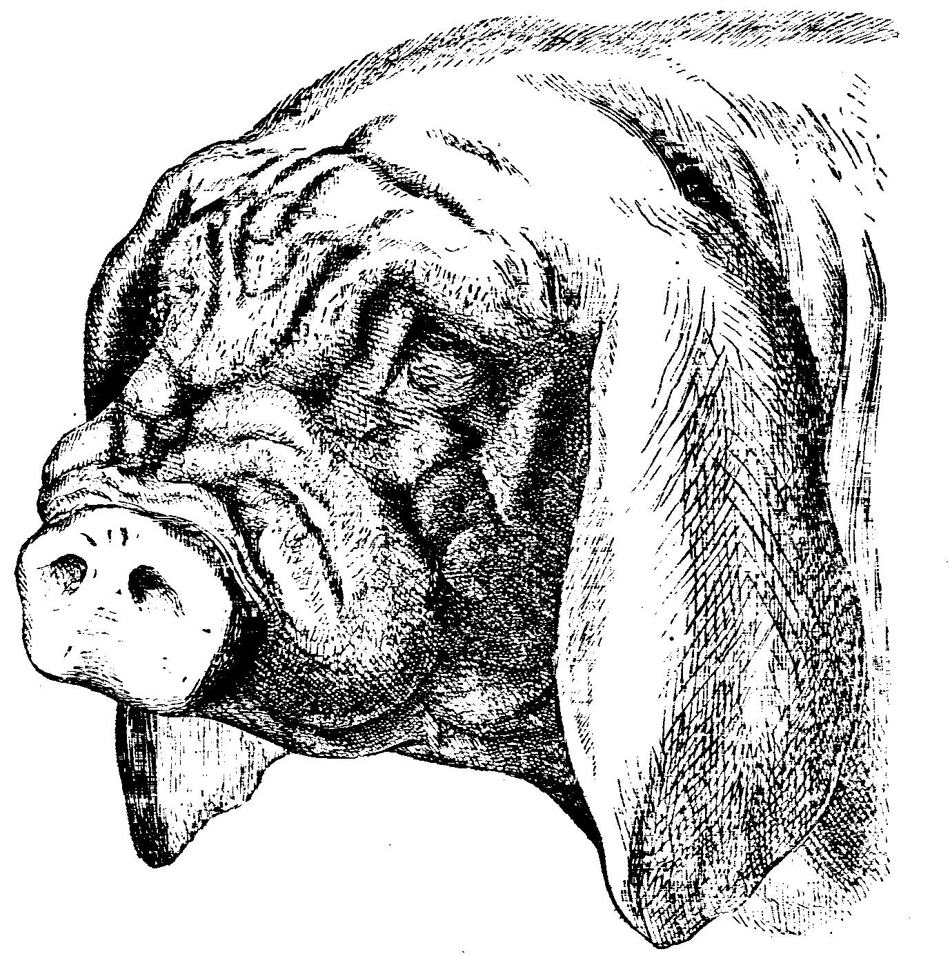 Fig. 2.--Head of Japan or Masked Pig. Fig. 2.--Head of Japan or Masked Pig.
