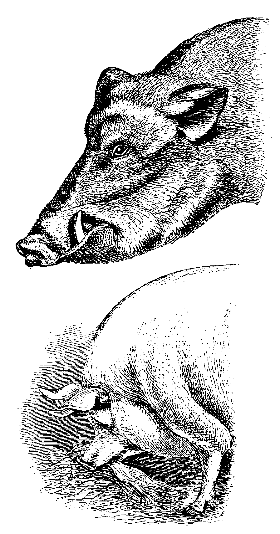 Fig. 3.--Head of Wild Boar, and of Golden Days. Fig. 3.--Head of Wild Boar, and of Golden Days.