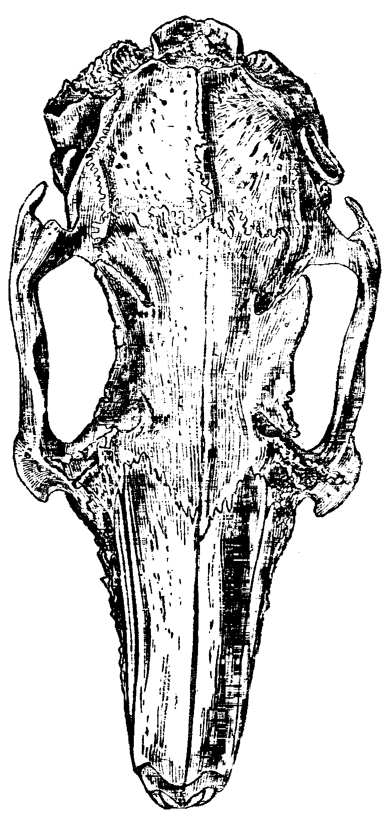 Fig. 11.--Skull of Half-lop Rabbit. Fig. 11.--Skull of Half-lop Rabbit.