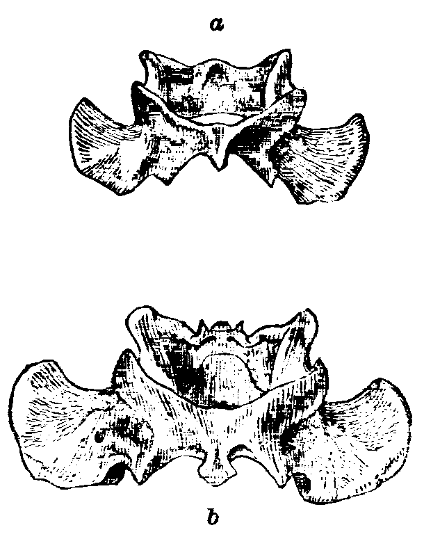 Fig. 12.--Atlas Vertebræ of Rabbits. Fig. 12.--Atlas Vertebræ of Rabbits.