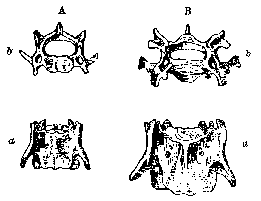 Fig. 13.--Cervical Vertebræ of Rabbits. Fig. 13.--Cervical Vertebræ of Rabbits.
