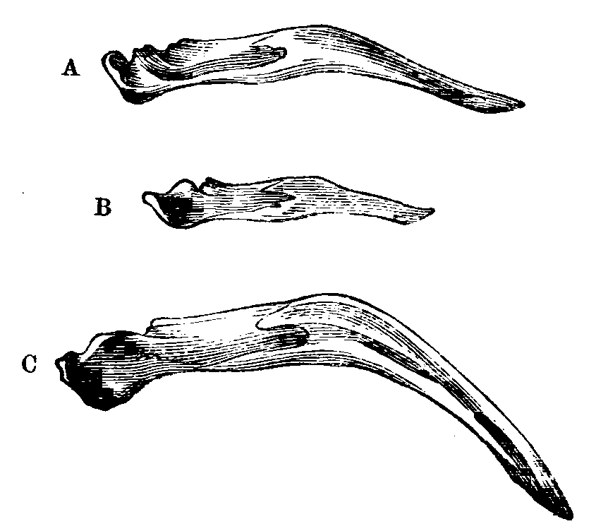 Fig. 27.--Lateral view of jaws of Pigeons. Fig. 27.--Lateral view of jaws of Pigeons.