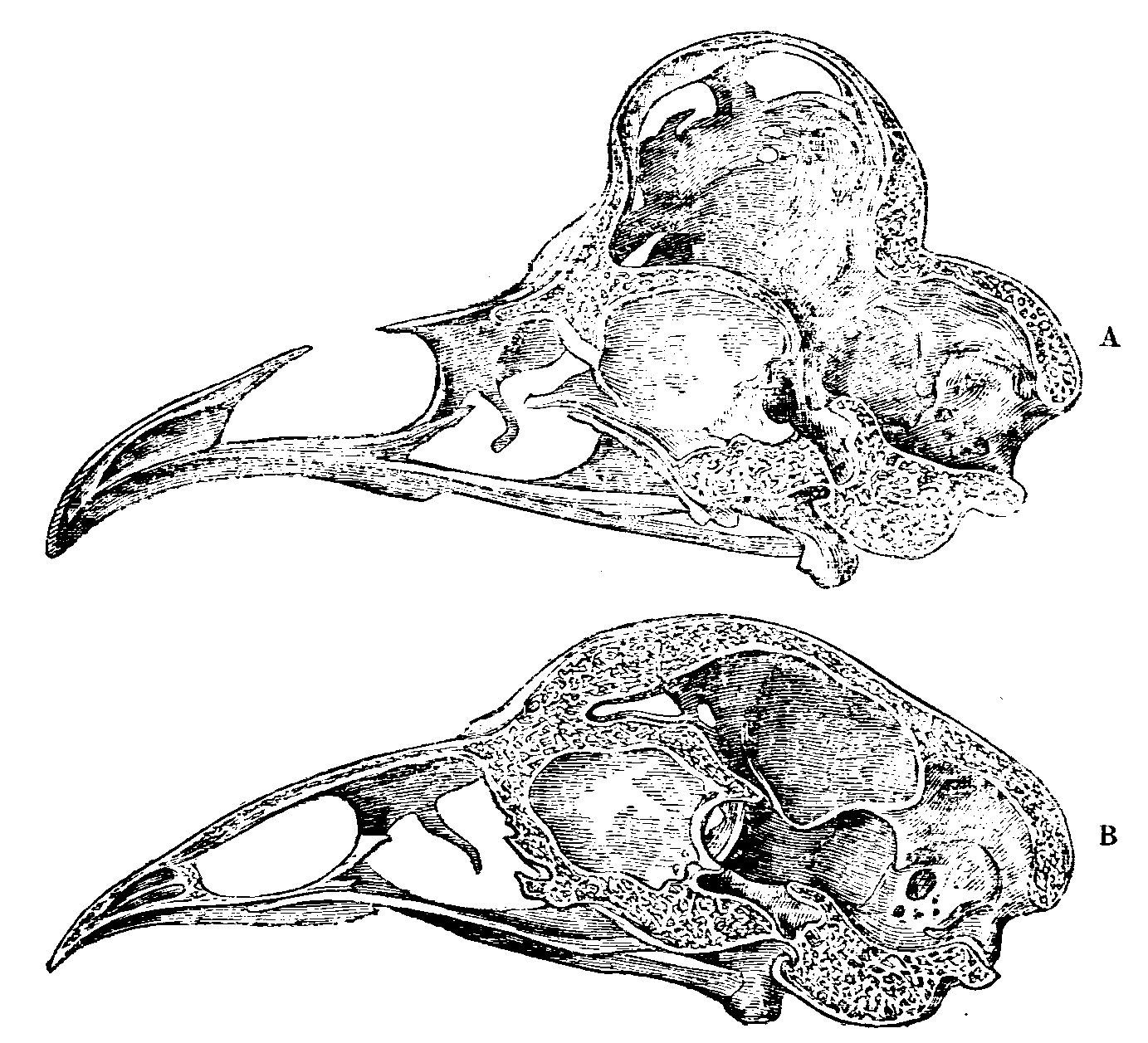 Fig. 35.--Longitudinal sections of Skulls of Fowls. Fig. 35.--Longitudinal sections of Skulls of Fowls.