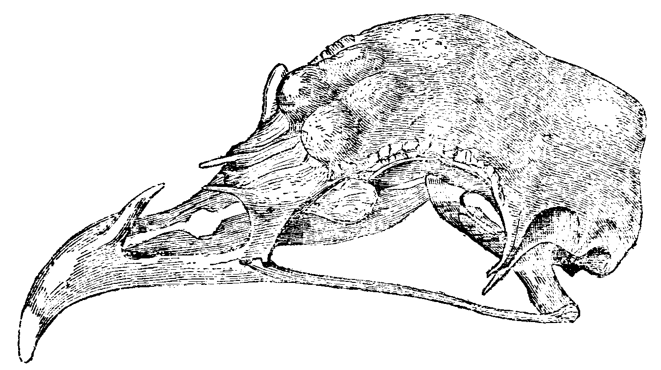 Fig. 36.--Skull of Horned Fowl. Fig. 36.--Skull of Horned Fowl.