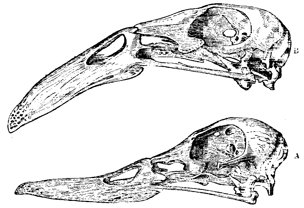 Fig. 39.--Skulls of Ducks. Fig. 39.--Skulls of Ducks.