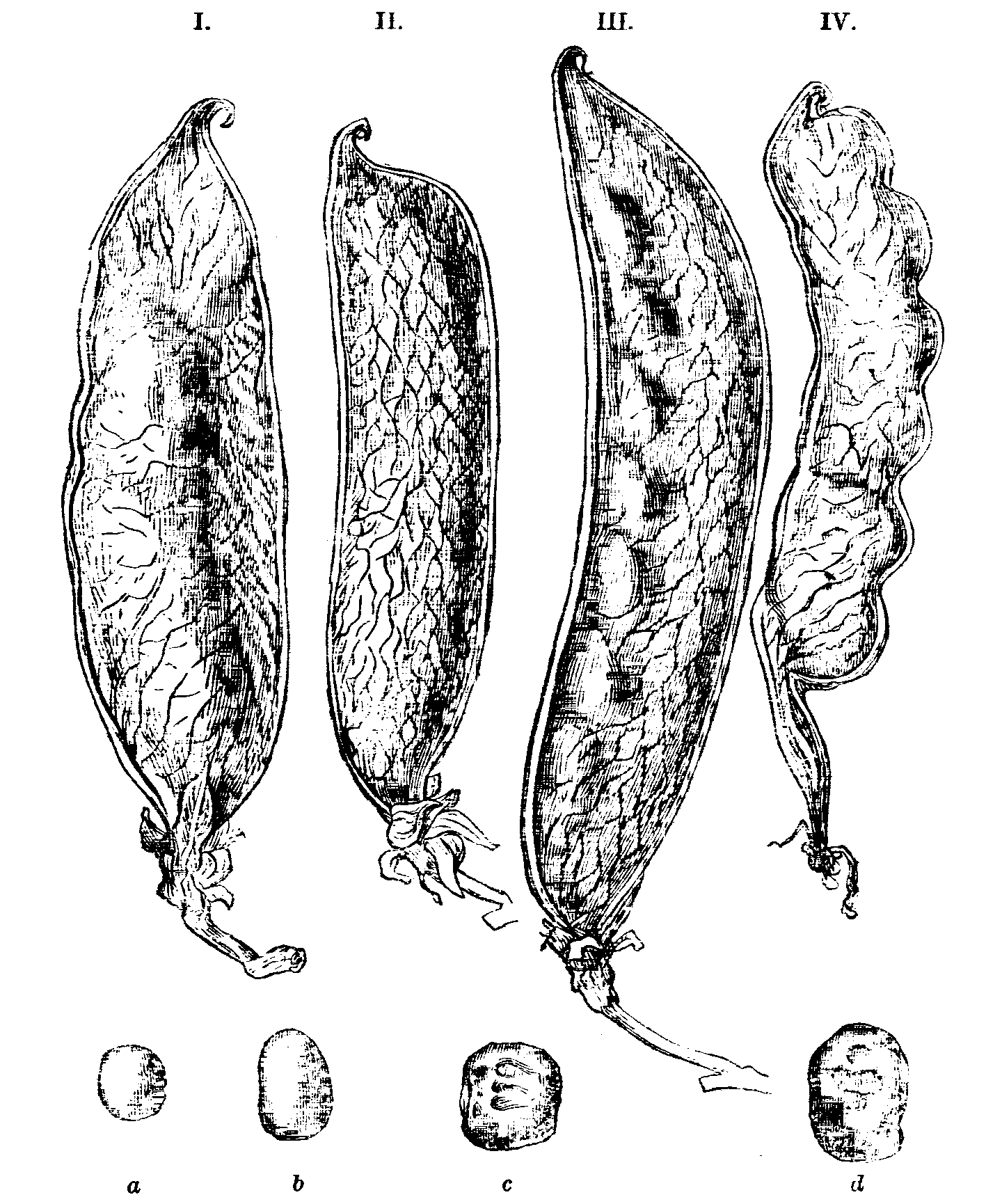 Fig. 41.--Pods and Peas. Fig. 41.--Pods and Peas.