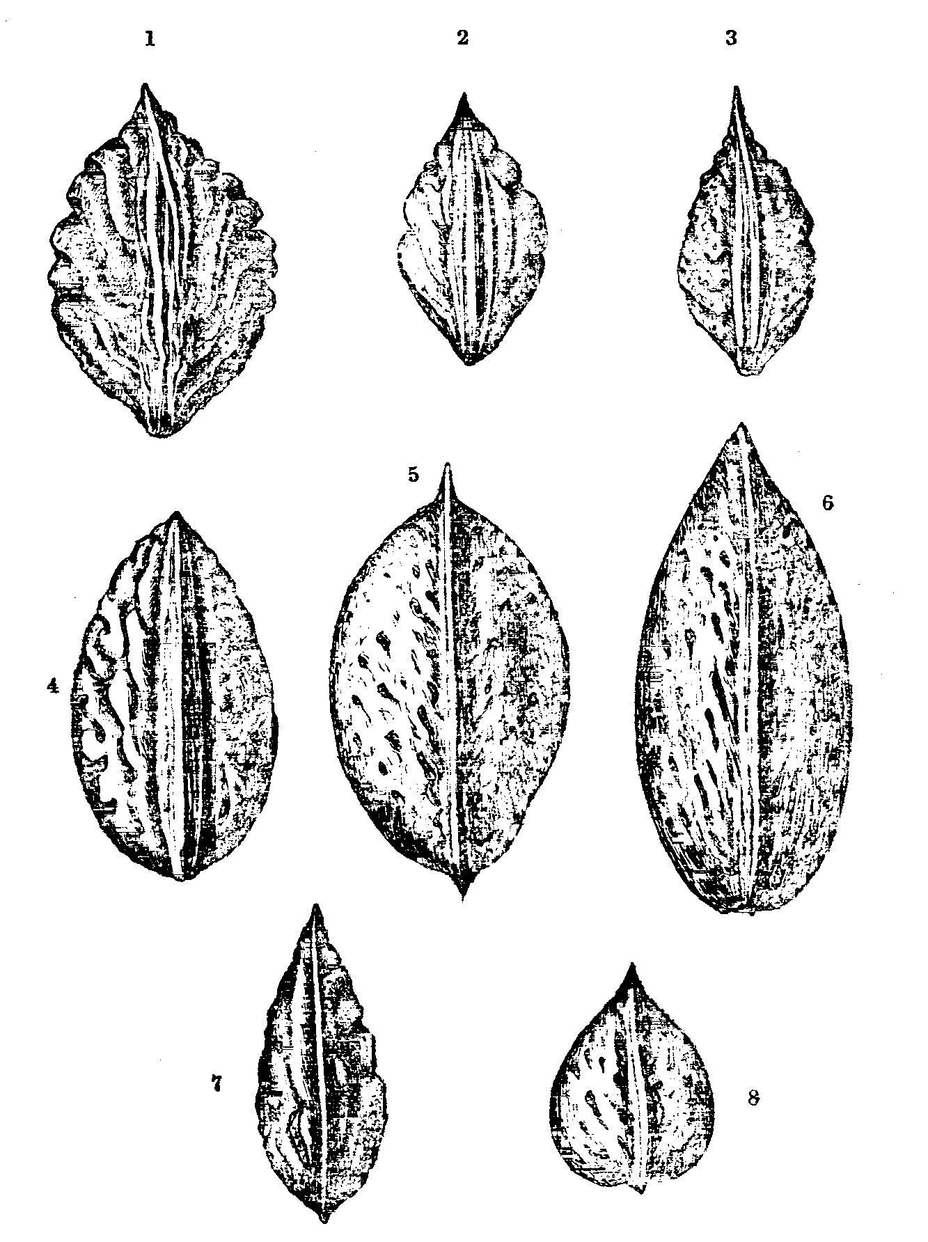 Fig. 42.--Peach and Almond Stones. Fig. 42.--Peach and Almond Stones.
