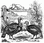 Doves looking at turkeys Doves looking at turkeys
