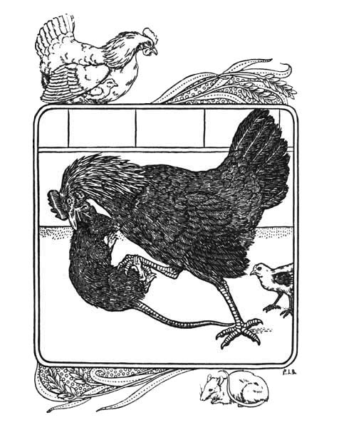 HEROISM OF AN IRISH HEN