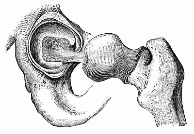 The hip-joint. The hip-joint.