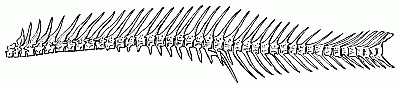 Backbone of a fish. Backbone of a fish.