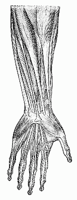 Tendons of the hand. Tendons of the hand.