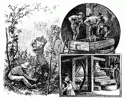 Picking grapes and making wine. Picking grapes and making wine.