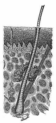 Perspiratory tube. Perspiratory tube.