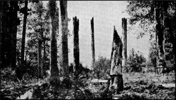 Illustration image49