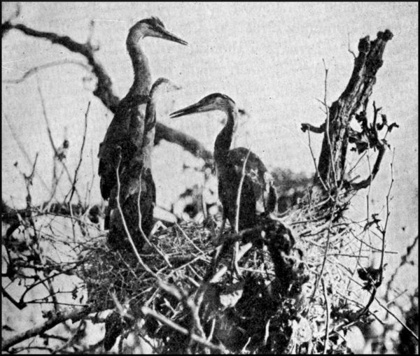 Illustration image76