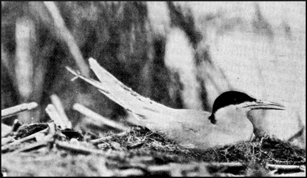 Illustration image77