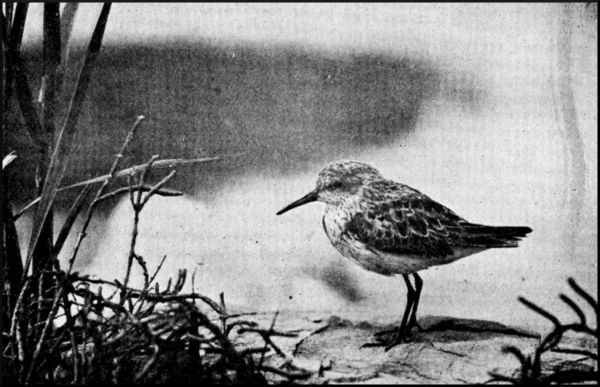 Illustration image84