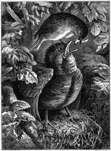 The cuckoo's fag. Illustration: The cuckoo's fag.