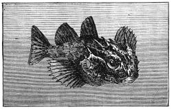 THE MARINE BULLHEAD THE MARINE BULLHEAD