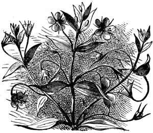 The Scarlet Pimpernel The Scarlet Pimpernel