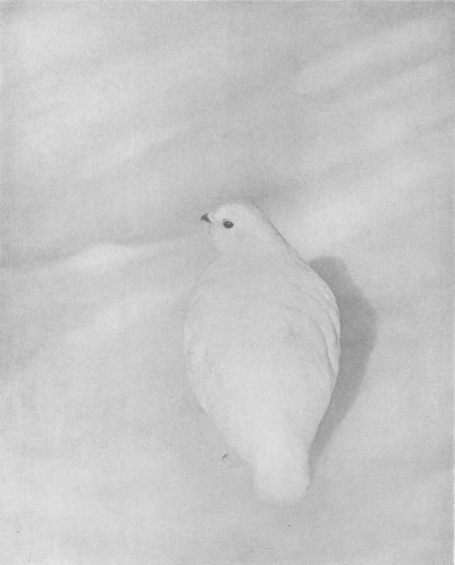 PTARMIGAN IN WINTERBy Clark Blickensderfer, Denver, Colo. PTARMIGAN IN WINTER, By Clark Blickensderfer, Denver, Colo.