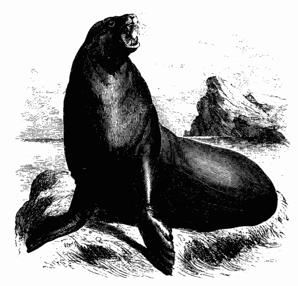 Sea Lion.—Page 213. Sea Lion.—Page 213.