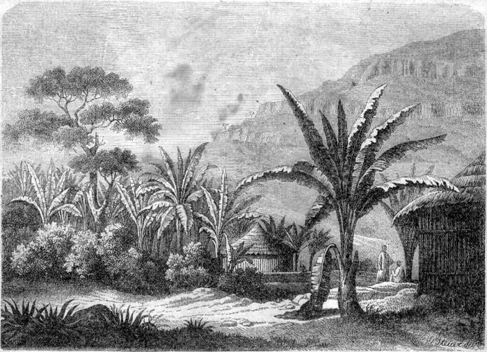 Henset-Bananenpflanzung (Musa Ensete). Nach v. Heuglin (Natur 1861). Henset-Bananenpflanzung (Musa Ensete)