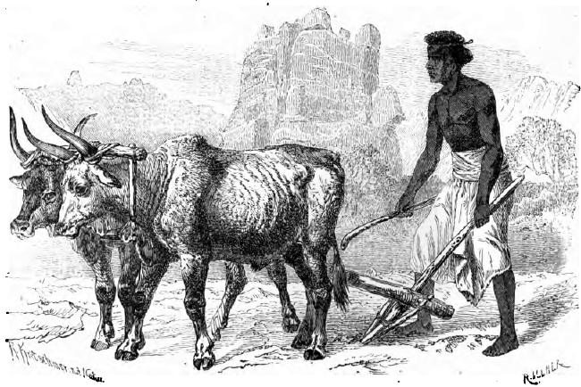 Ackerpflug. Zeichnung von Robert Kretschmer. Ackerpflug