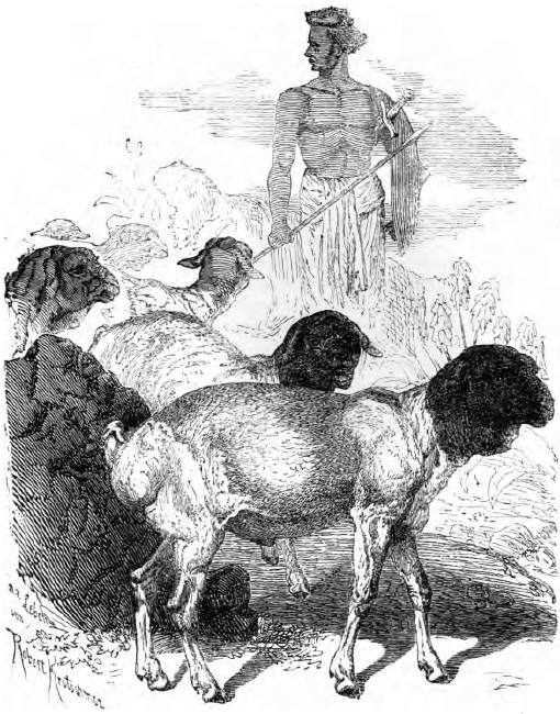 Hirt mit Fettschwanzschafen. Zeichnung von Robert Kretschmer. Hirt mit Fettschwanzschafen
